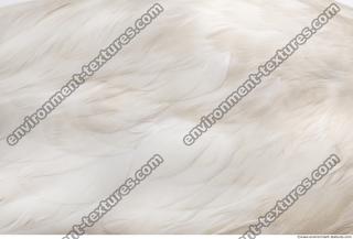 feathers stork 0003